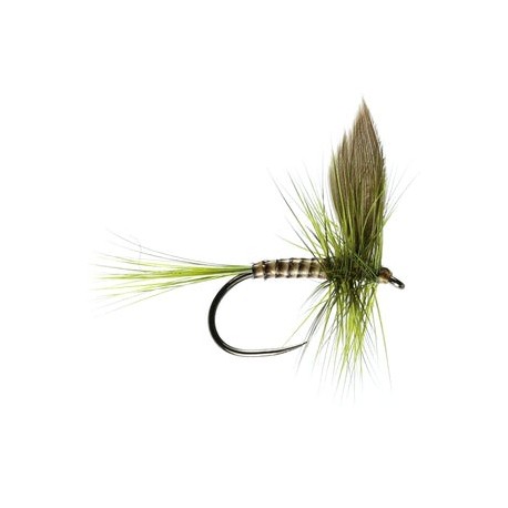 Olive Dun - 1