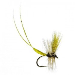 Two Feathered Mayfly - 1