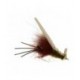Disco Shrimp - 1