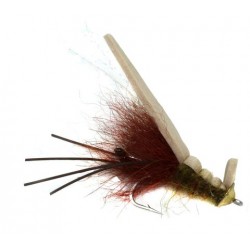 Disco Shrimp - 1
