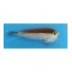 Finger Mullet With Flashbrown - 1