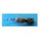 Grizzly Shrimp - 1