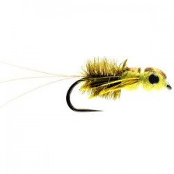 Heptagenid Nymph