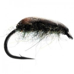 Hog Louse