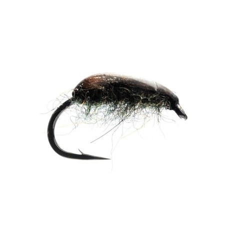 Hog Louse - 1