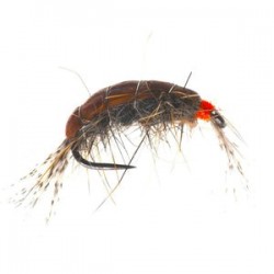 Killer Shrimp