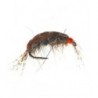 Killer Shrimp