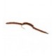 San Juan Worm Brown - 1