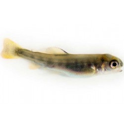 Fry C - 1