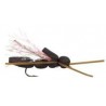 Cicada