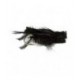 Cricket  Black - 1