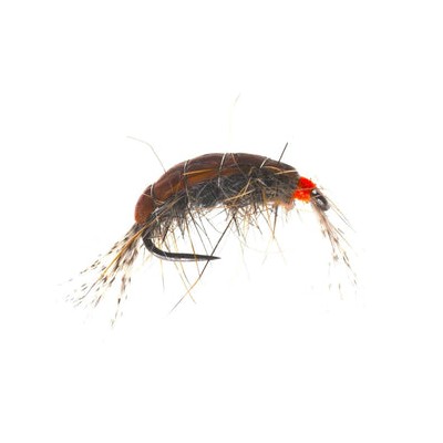 Killer Shrimp