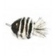 Zebra Fish