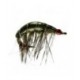 Shrimper Barbless