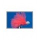 Cactus Booby Bristol Blood