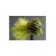Dark Olive Blob - 1