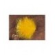 Fab Sunburst