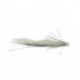 White Humi Snake Booby - 1