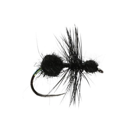 Black Ant - 1