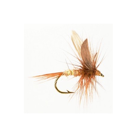 Dry Winged Hares Ear - 1